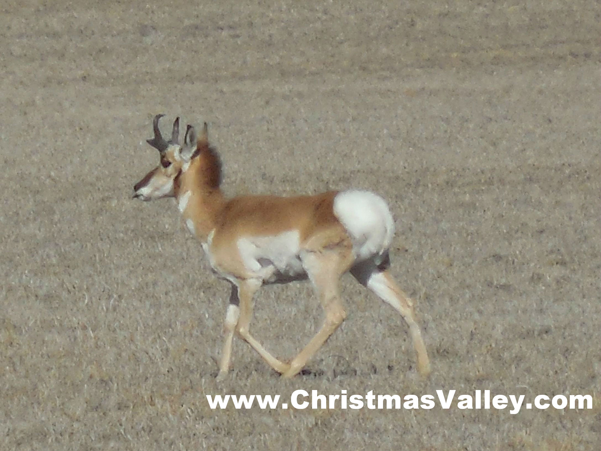 Christmas-Valley-Oregon-Antelope-2015-Watermarked-1